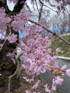 本页图片/档案 - LLK 樱花近看