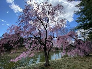 本页图片/档案 - LKK 樱花一树