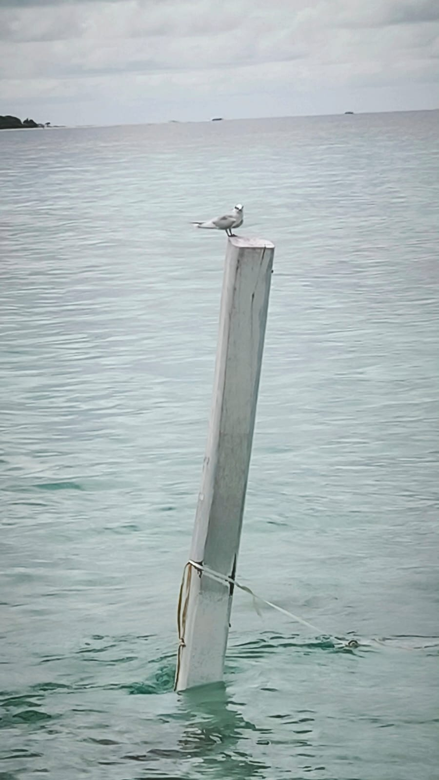本页图片/档案 - MA BIRD ON STANDING WOOD