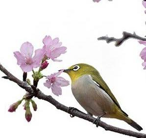 本頁圖片/檔案 - 鳥左面看花
