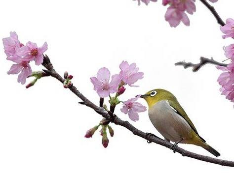 本頁圖片/檔案 - 鳥枝頭看花