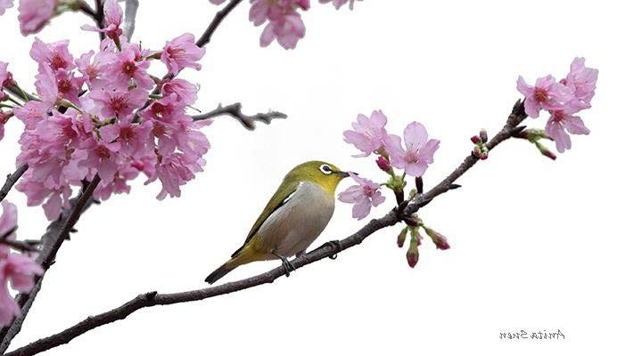 本頁圖片/檔案 - 鳥近距離看花