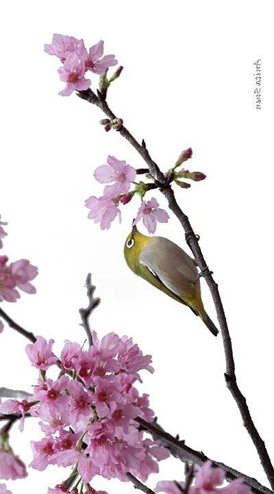 本頁圖片/檔案 - 鳥樹立看花