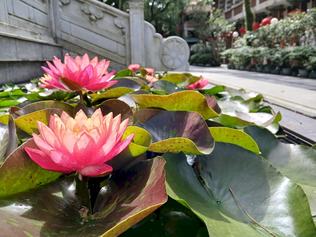 本頁圖片/檔案 - lotus